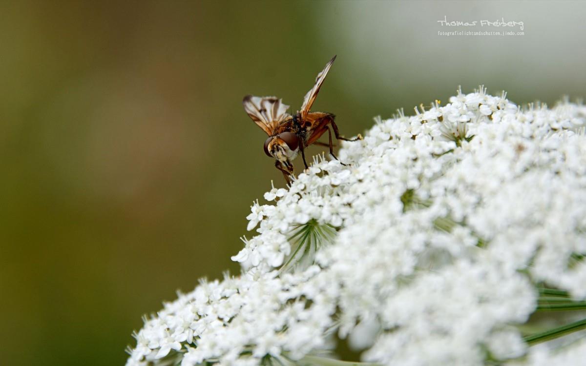 昆虫与植物鲜花图片