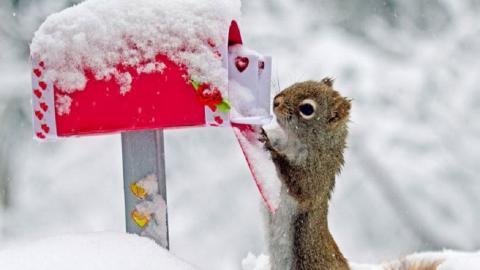 冬季雪中可爱的小松鼠图片