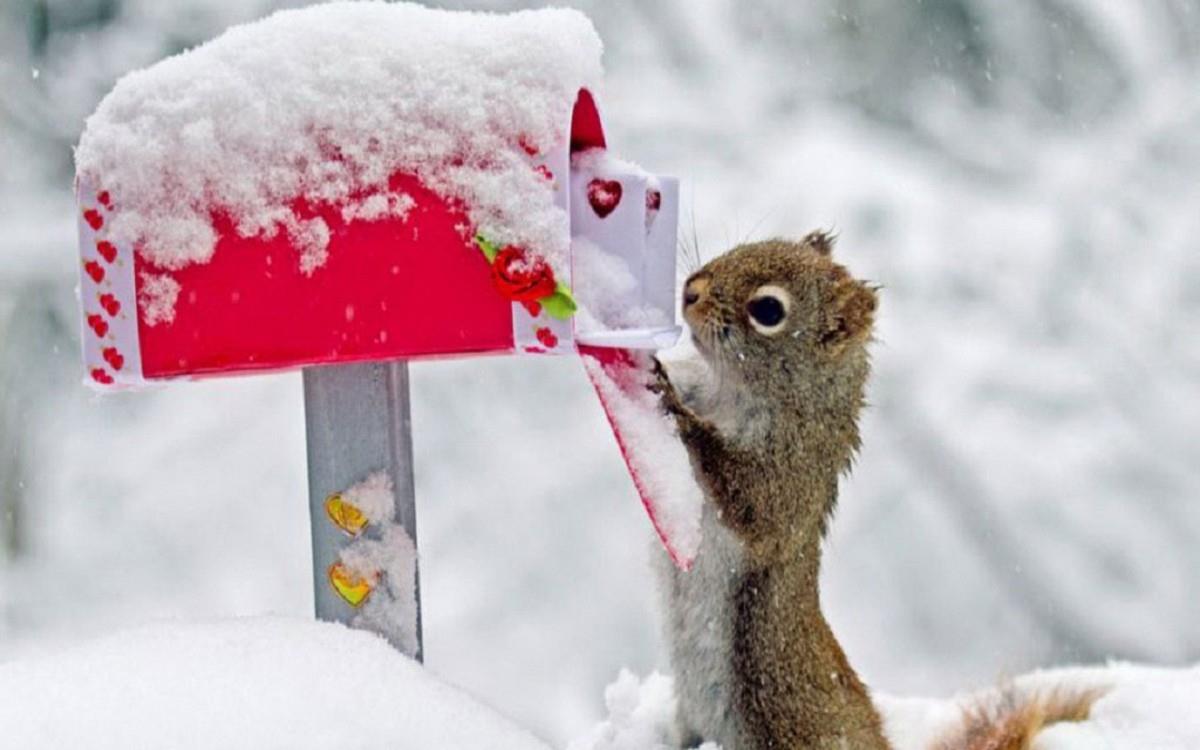 冬季雪中可爱的小松鼠图片