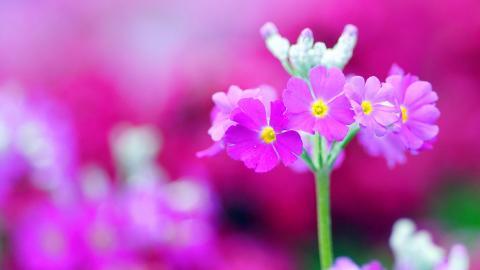 报春花唯美图片