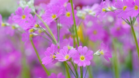 报春花唯美图片