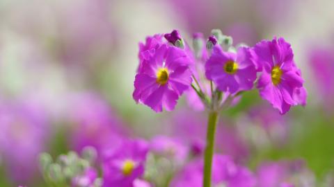 报春花唯美图片