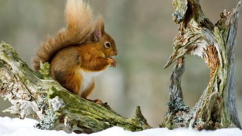 冬季雪中可爱的小松鼠图片