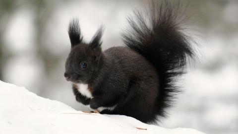 冬季雪中可爱的小松鼠图片