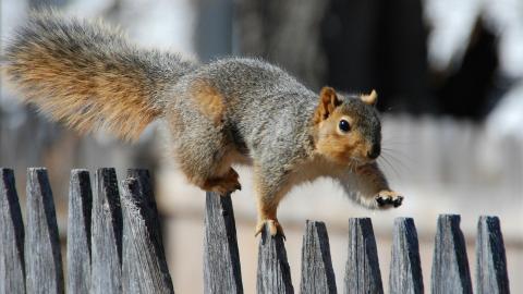 冬季雪中可爱的小松鼠图片