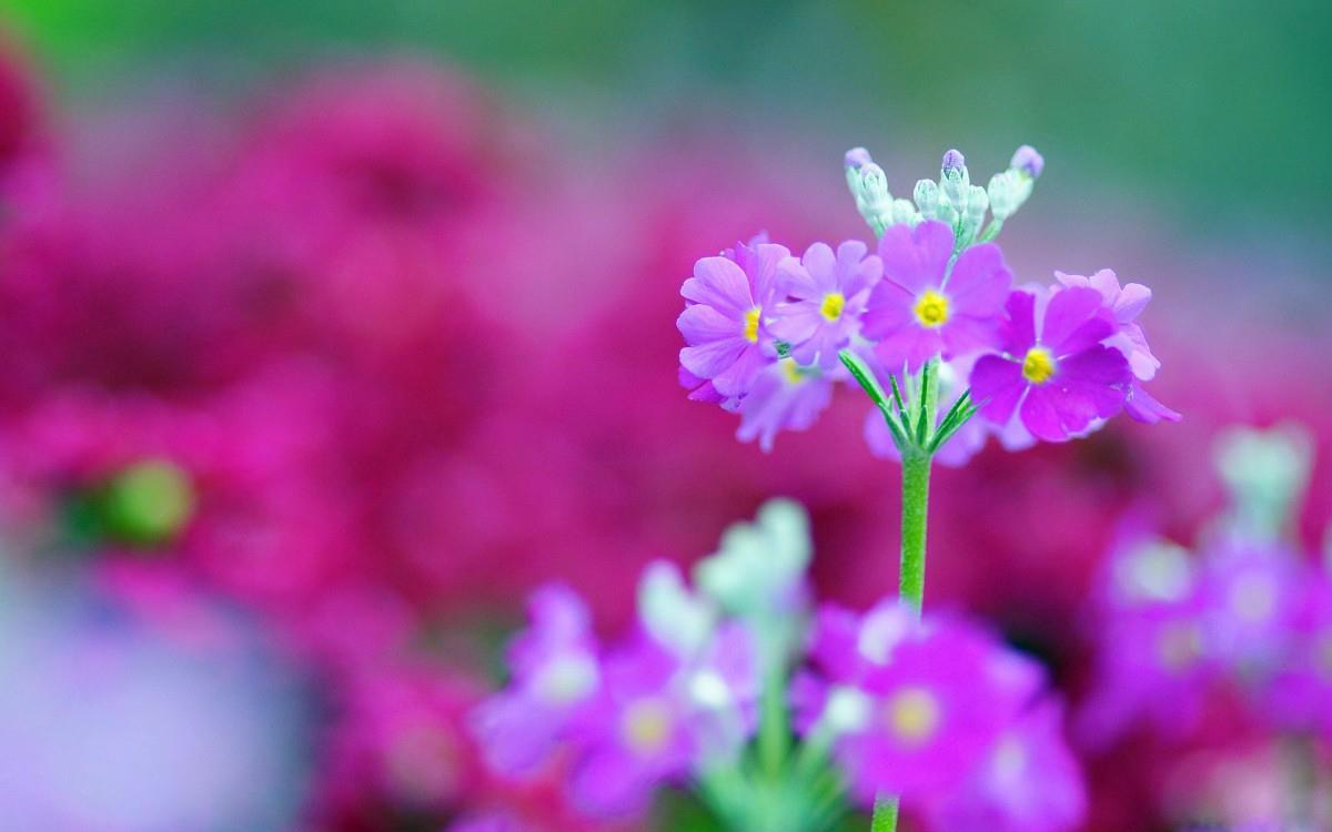 报春花唯美图片