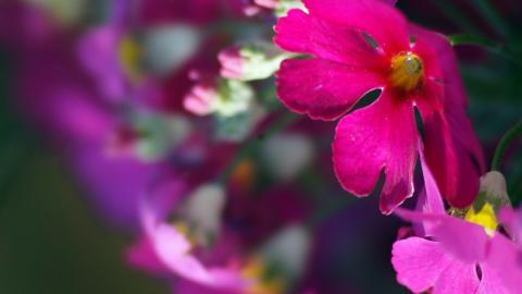 报春花唯美图片