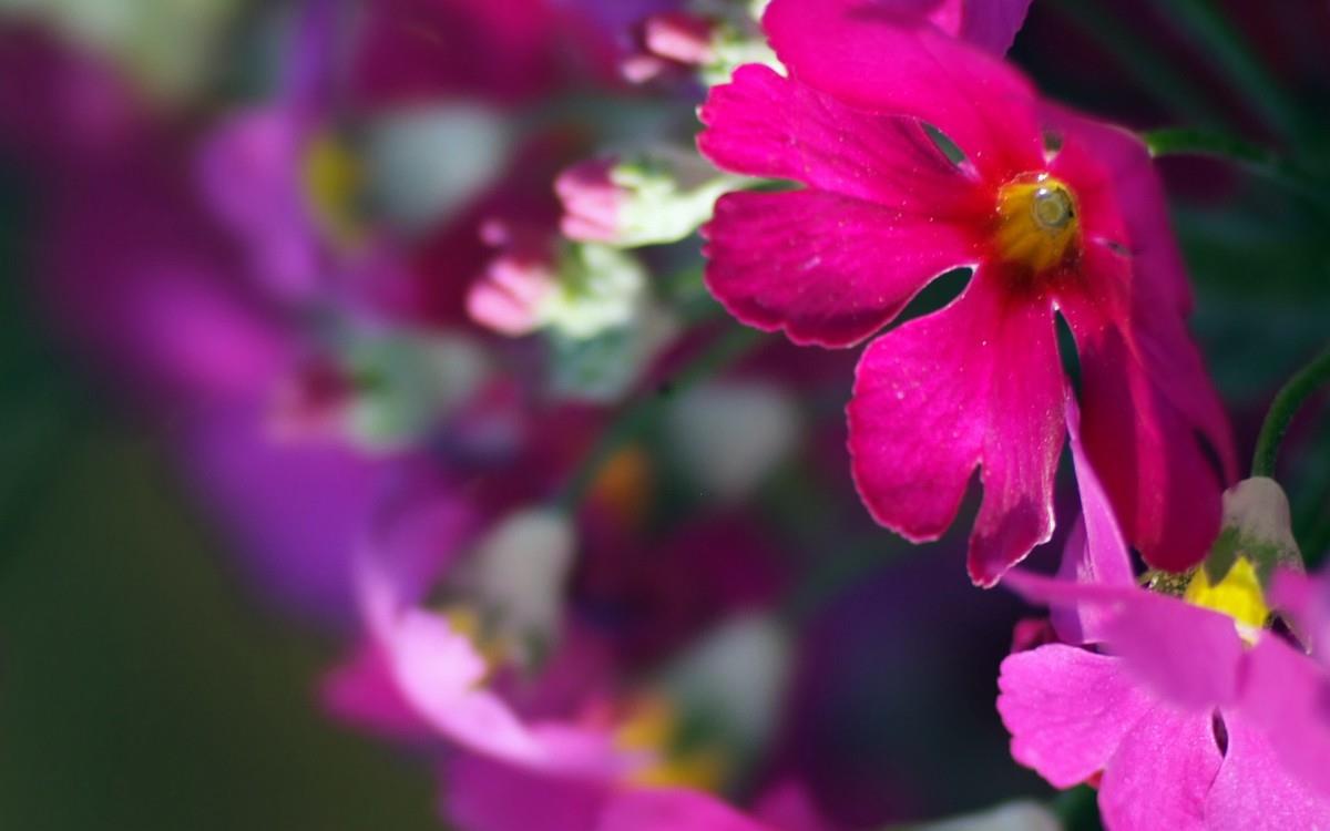 报春花唯美图片