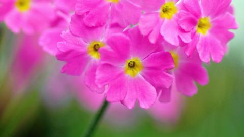 报春花唯美图片