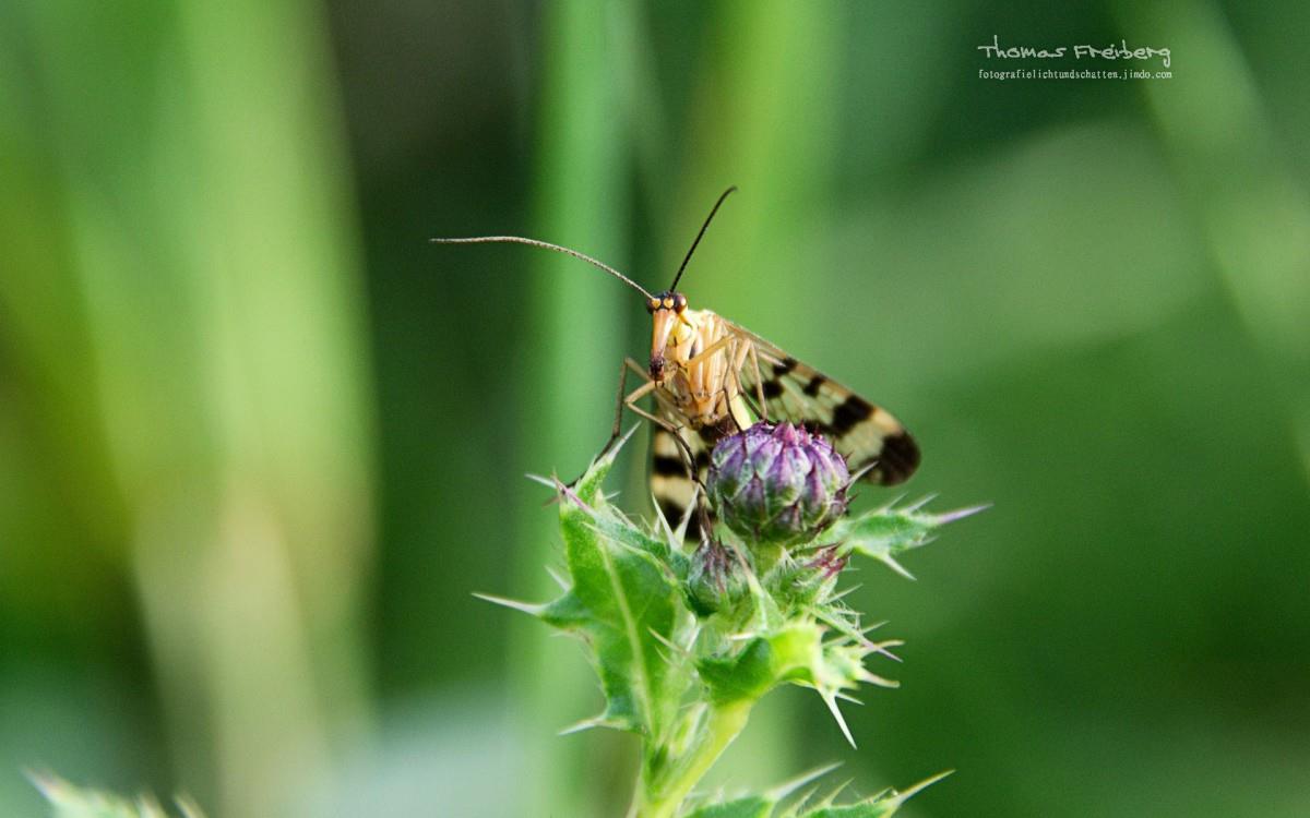 昆虫与植物鲜花图片
