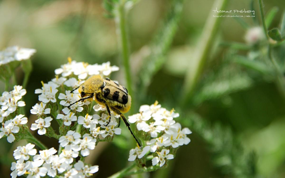 昆虫与植物鲜花图片