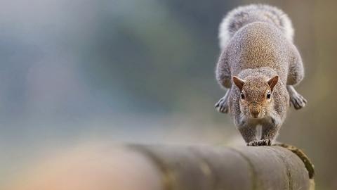 冬季雪中可爱的小松鼠图片