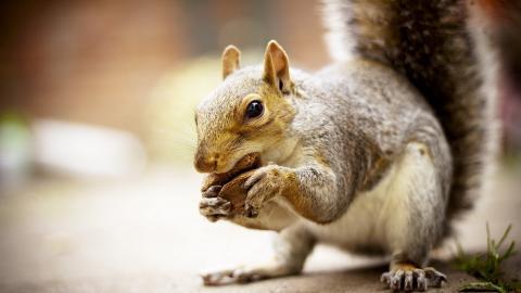 冬季雪中可爱的小松鼠图片