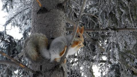 冬季雪中可爱的小松鼠图片
