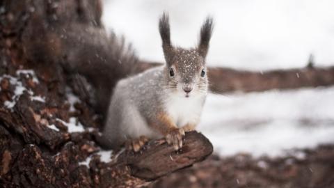 冬季雪中可爱的小松鼠图片