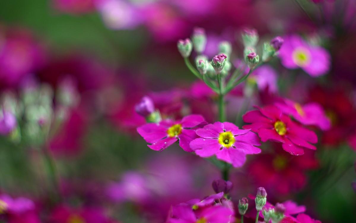 报春花唯美图片