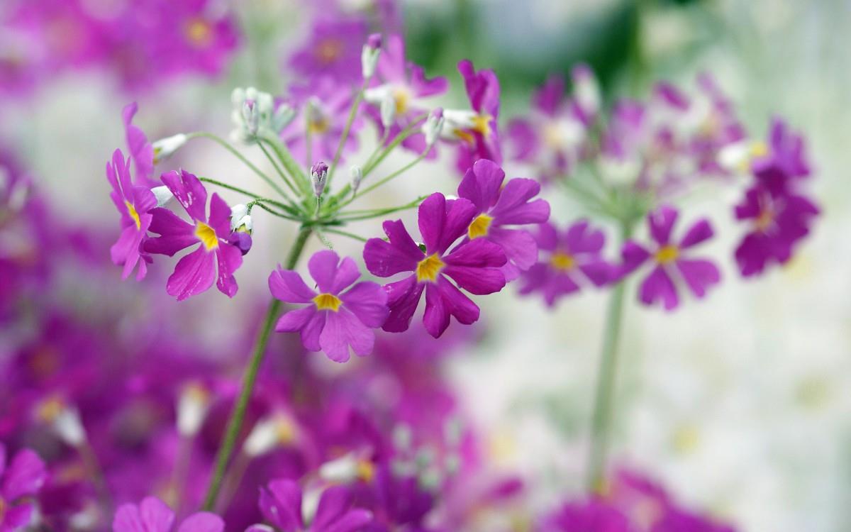 报春花唯美图片