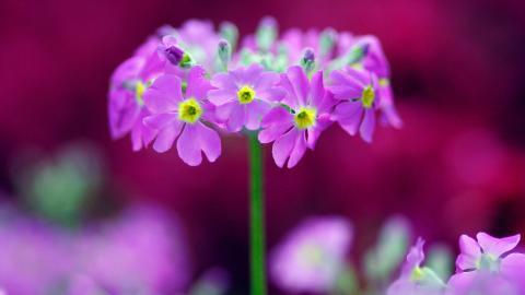 报春花唯美图片