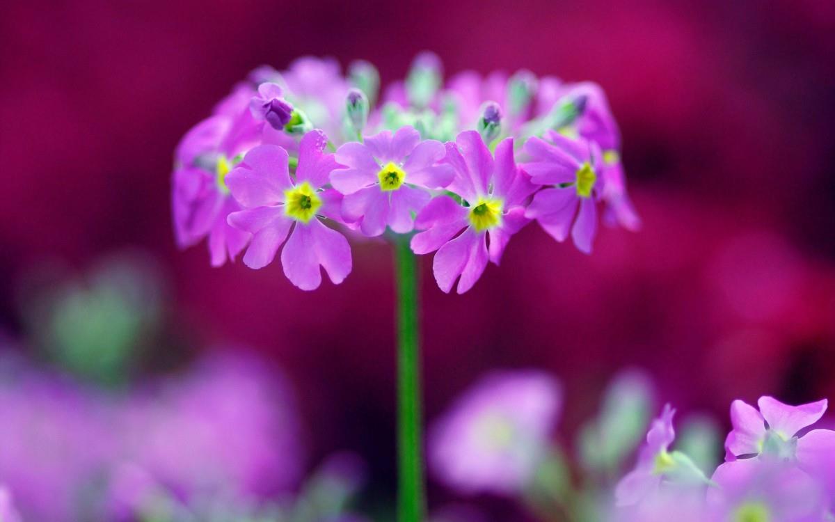 报春花唯美图片