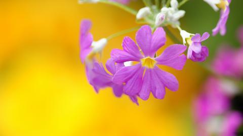 报春花唯美图片