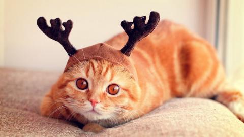 可爱戴帽子的猫咪图片