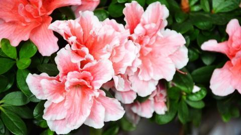 殷红似火的杜鹃花图片