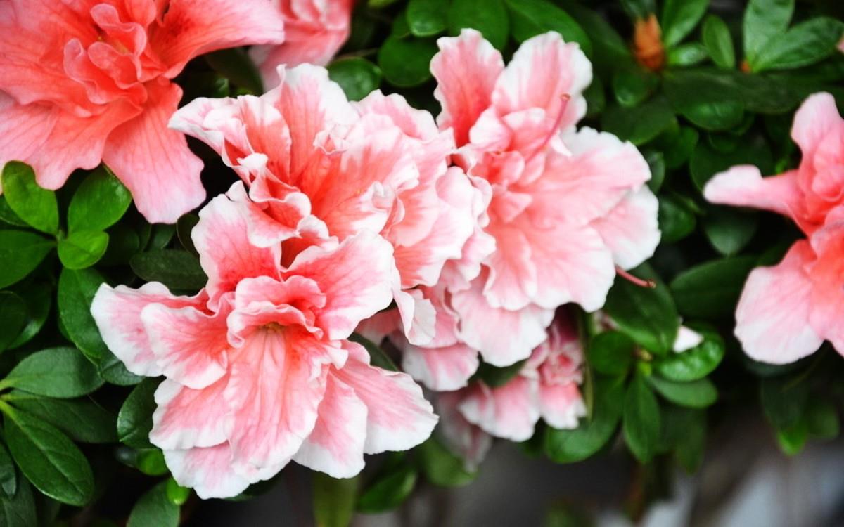 殷红似火的杜鹃花图片