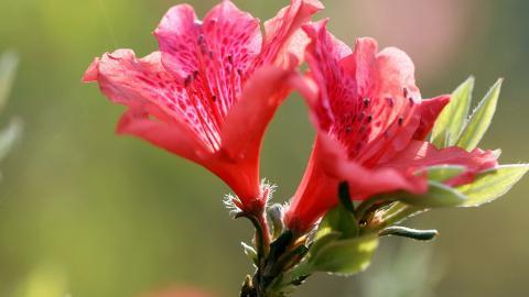 殷红似火的杜鹃花图片