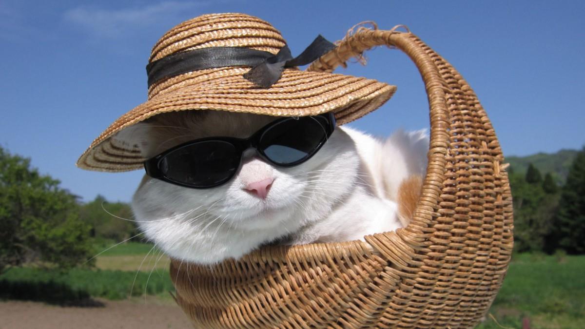 可爱戴帽子的猫咪图片