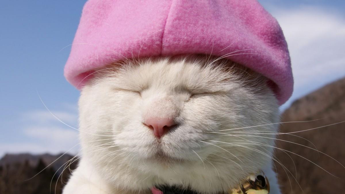 可爱戴帽子的猫咪图片