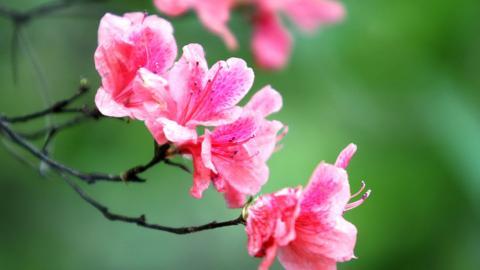 殷红似火的杜鹃花图片