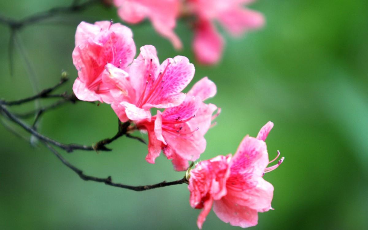 殷红似火的杜鹃花图片