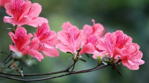 殷红似火的杜鹃花图片