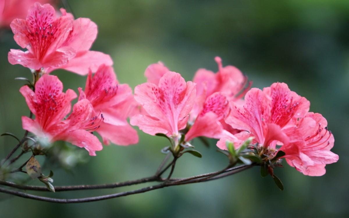 殷红似火的杜鹃花图片