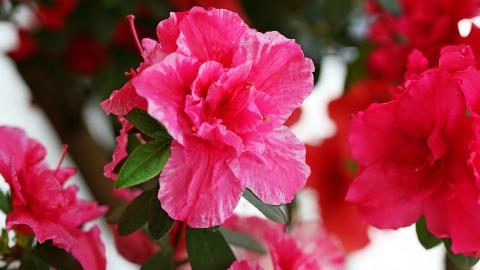 殷红似火的杜鹃花图片