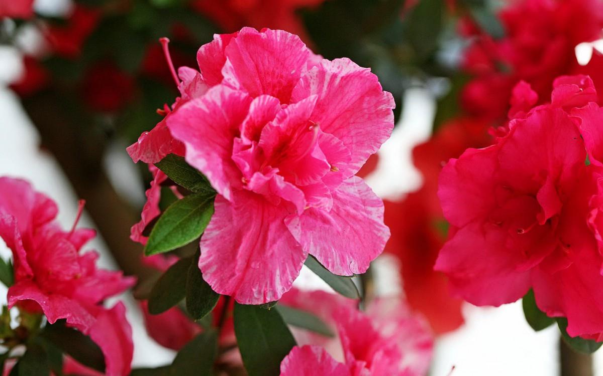 殷红似火的杜鹃花图片