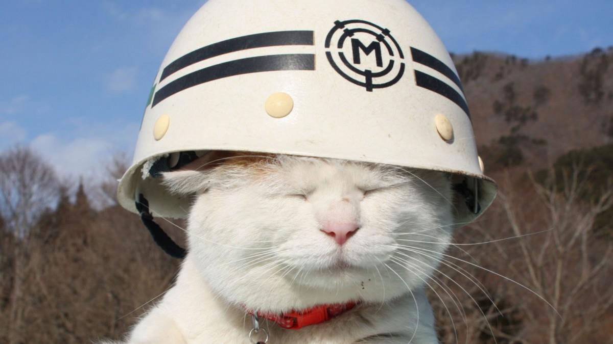 可爱戴帽子的猫咪图片