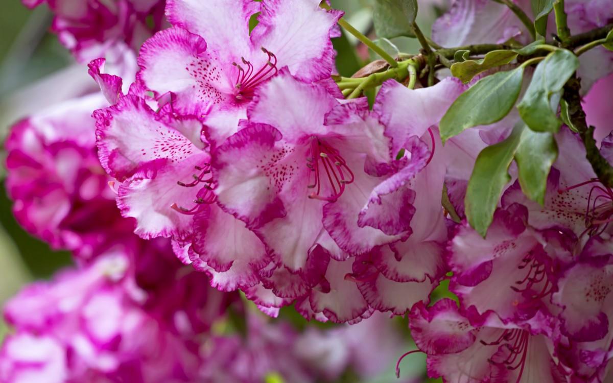 殷红似火的杜鹃花图片