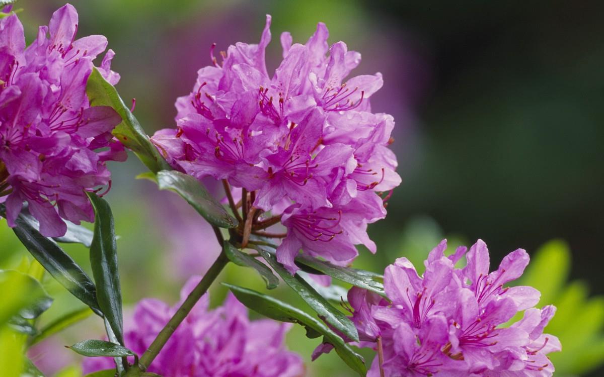 殷红似火的杜鹃花图片