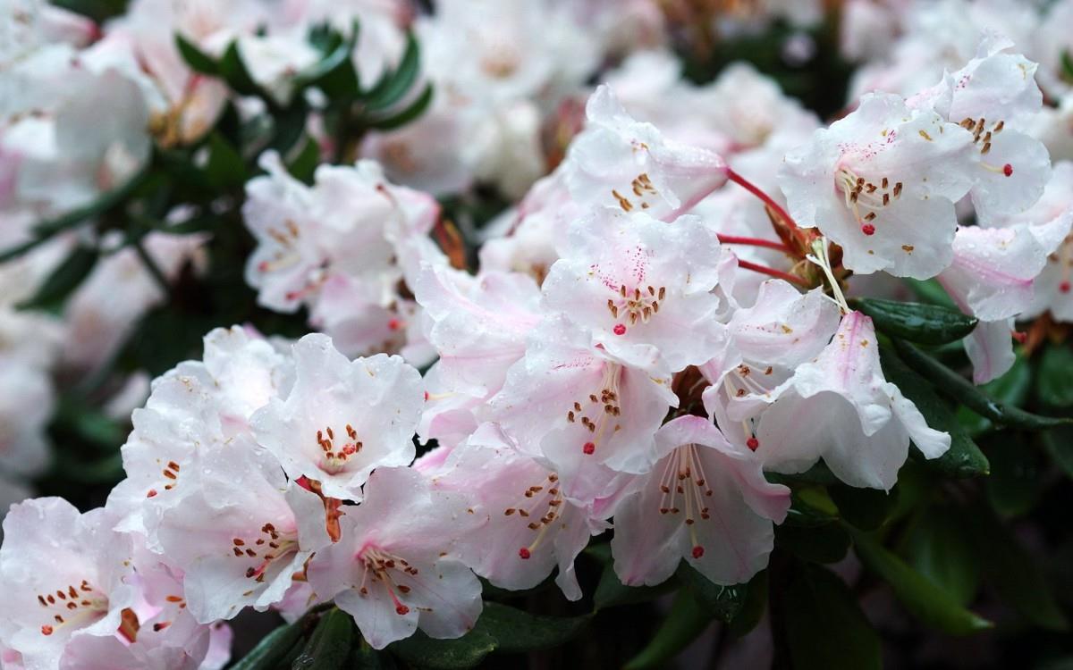 殷红似火的杜鹃花图片