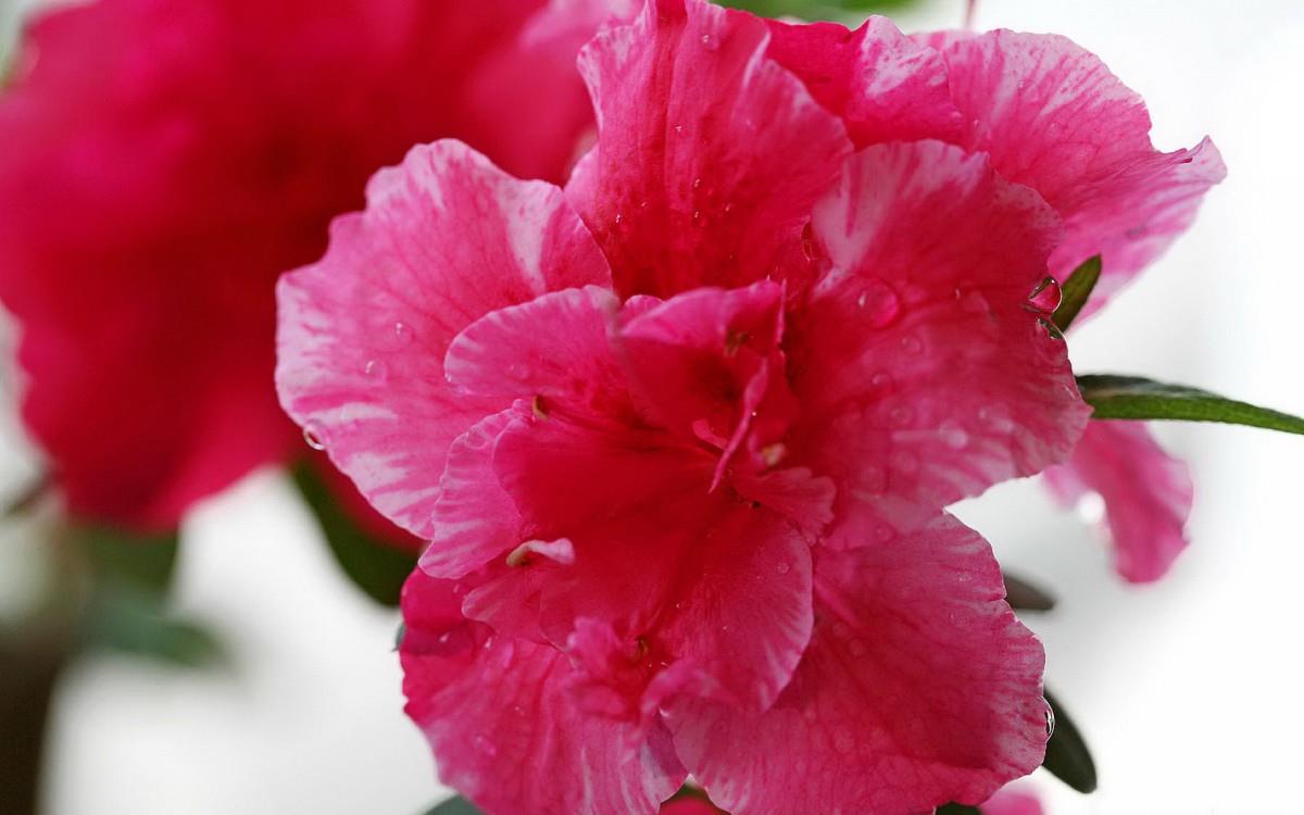 殷红似火的杜鹃花图片