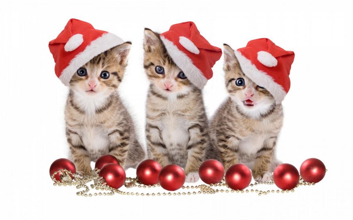 可爱戴帽子的猫咪图片