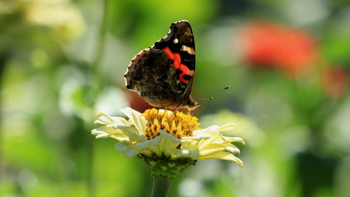 高清鲜花和蝴蝶图片