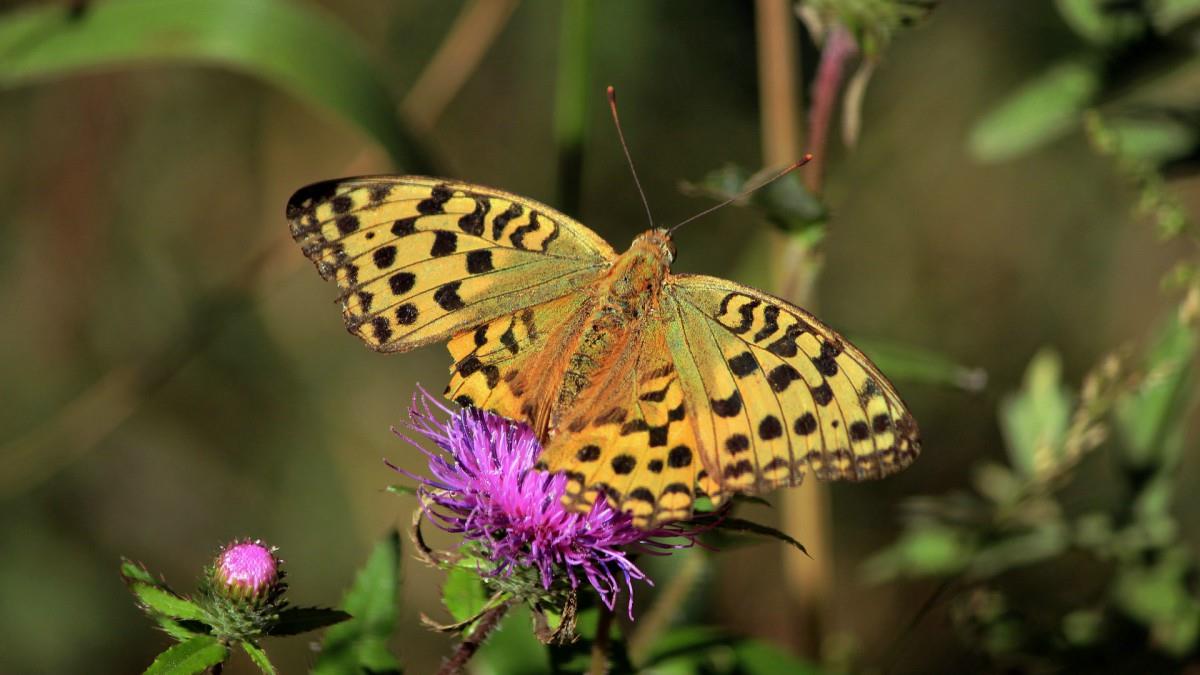 高清鲜花和蝴蝶图片