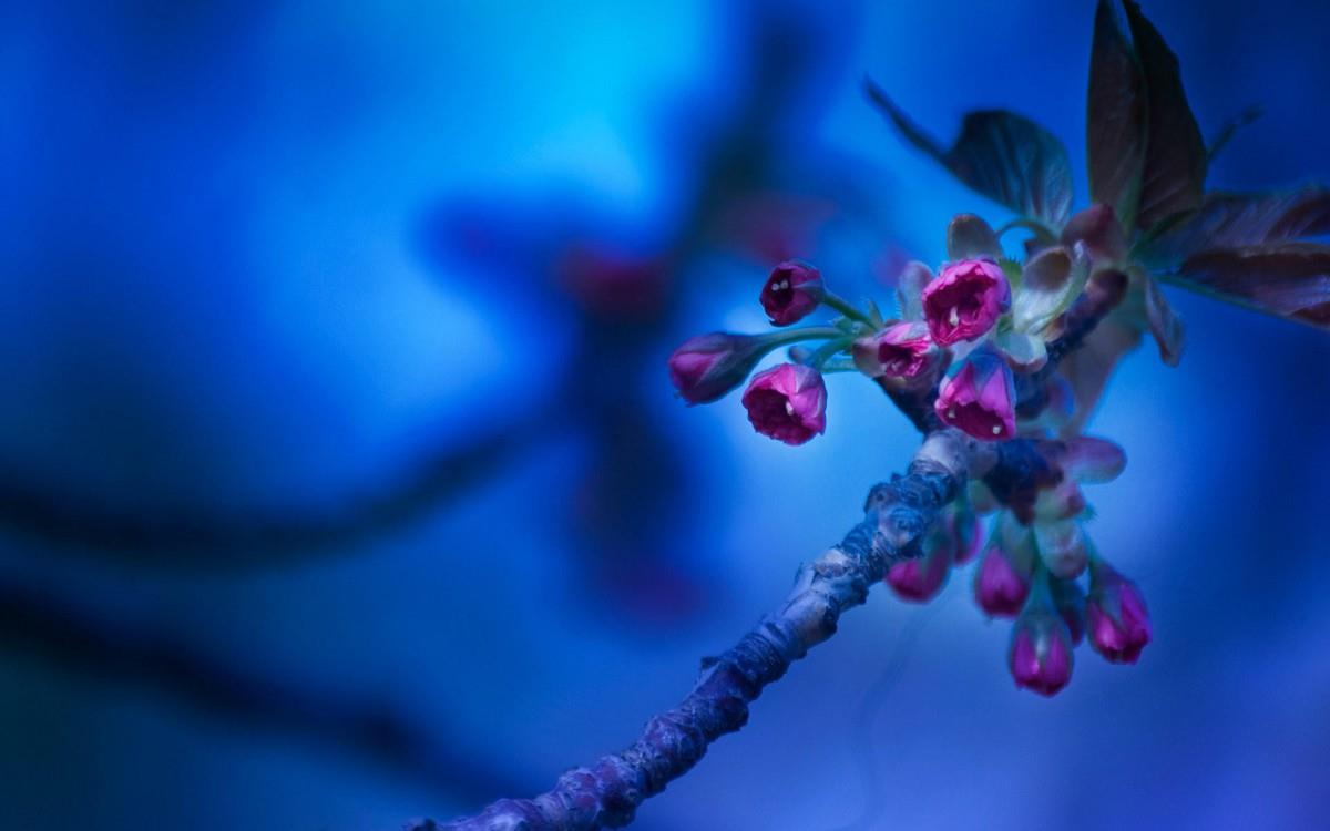 春天里含苞待放的花蕾图片