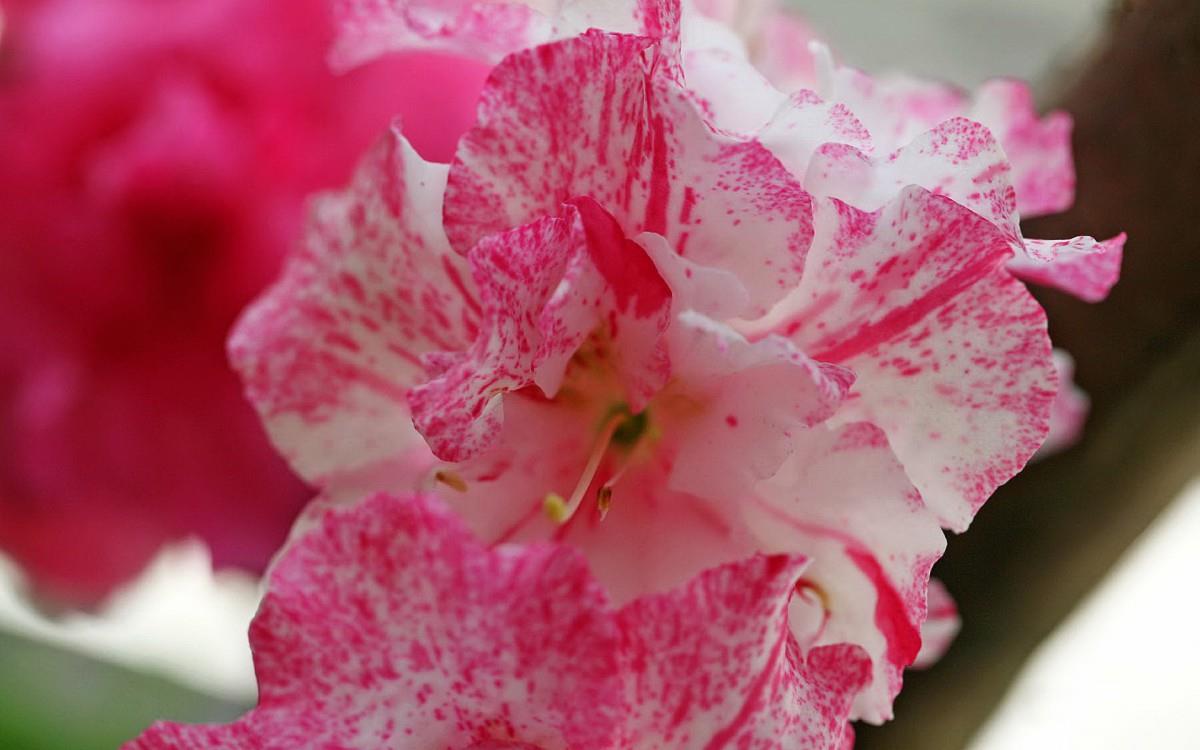 殷红似火的杜鹃花图片