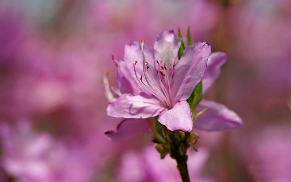 殷红似火的杜鹃花图片