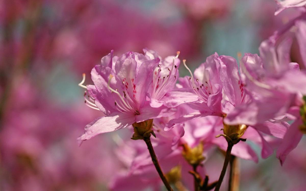 殷红似火的杜鹃花图片