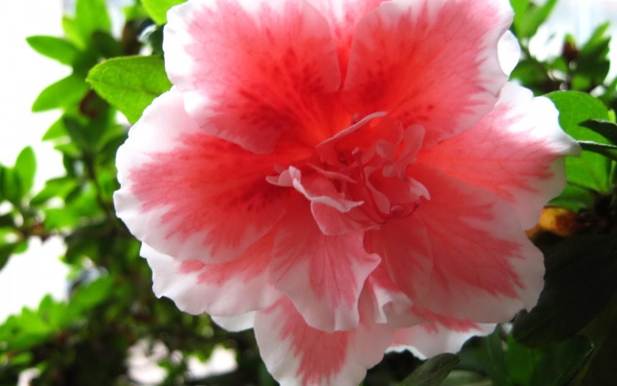 殷红似火的杜鹃花图片