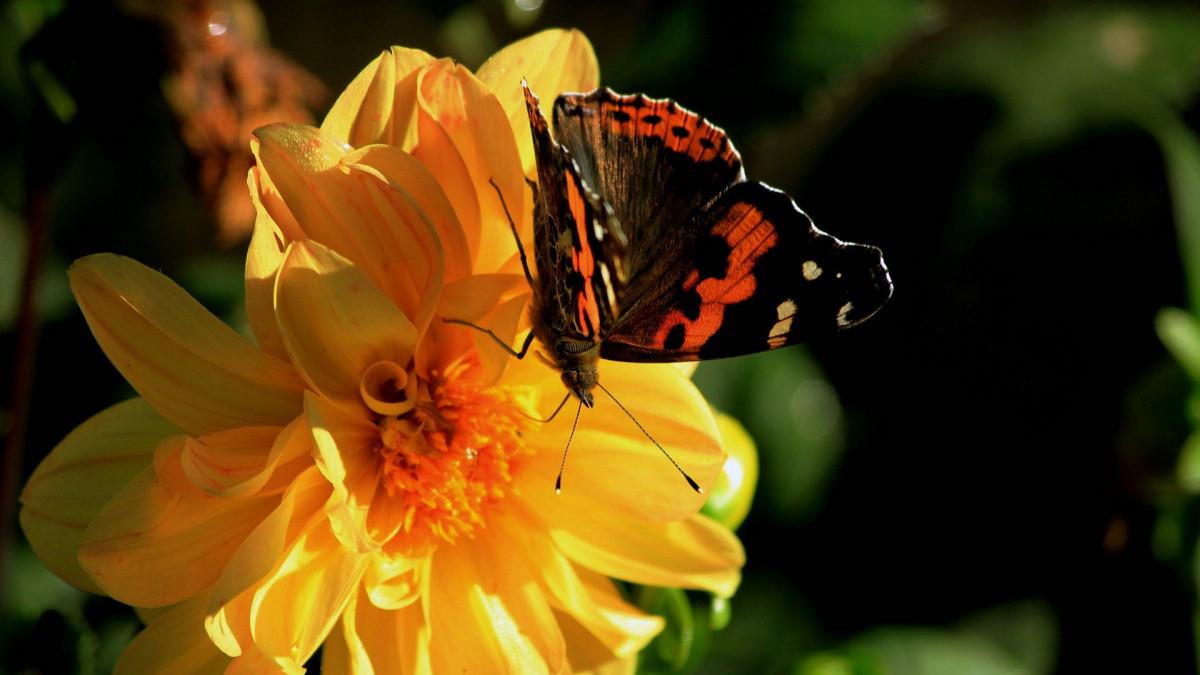 高清鲜花和蝴蝶图片
